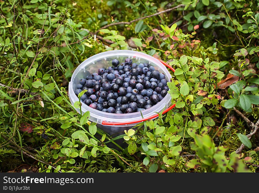 Wild blueberry in summer forest.