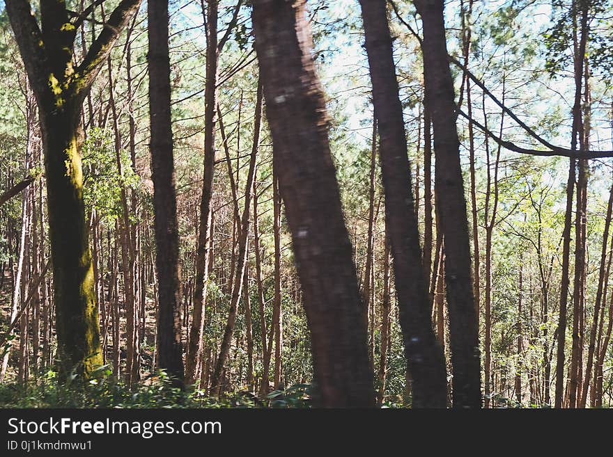 Pine forest at Pang Tong Under Royal Forest Park Pang ung at Mae Hong Son Province,Thailand.