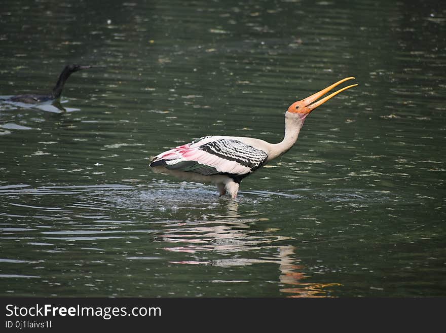 Bird, Water, Beak, Fauna