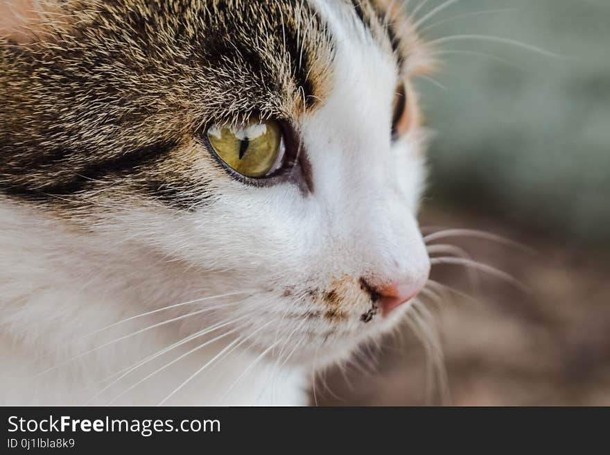 Cat, Whiskers, Fauna, Small To Medium Sized Cats