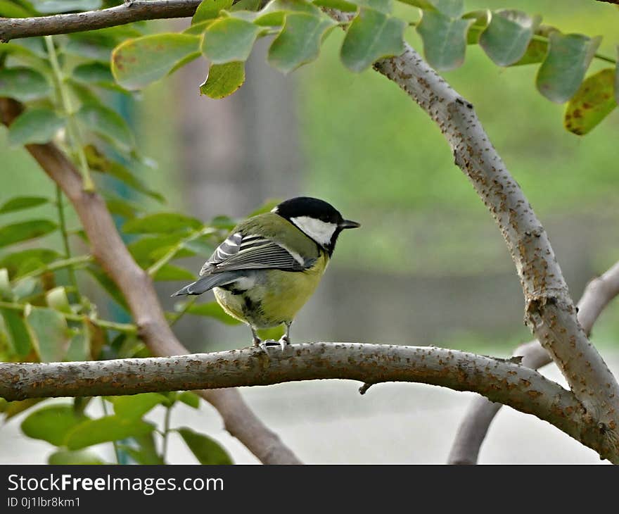 Bird, Fauna, Ecosystem, Beak