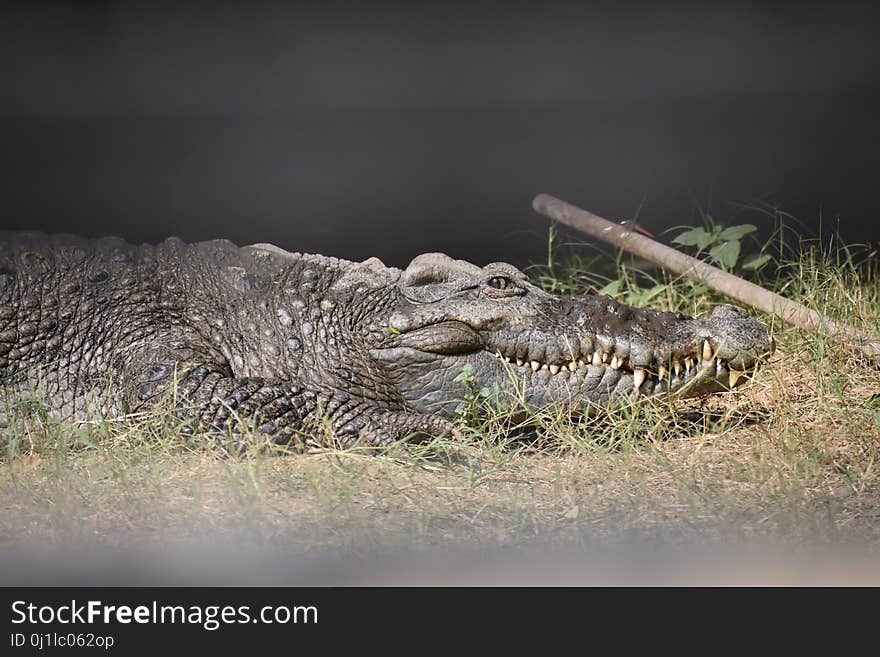 Crocodilia, Reptile, Crocodile, American Alligator