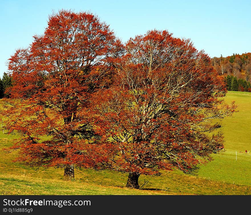 Tree, Nature, Woody Plant, Autumn