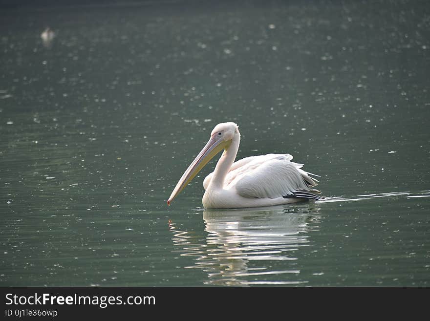 Pelican, Bird, Seabird, Water