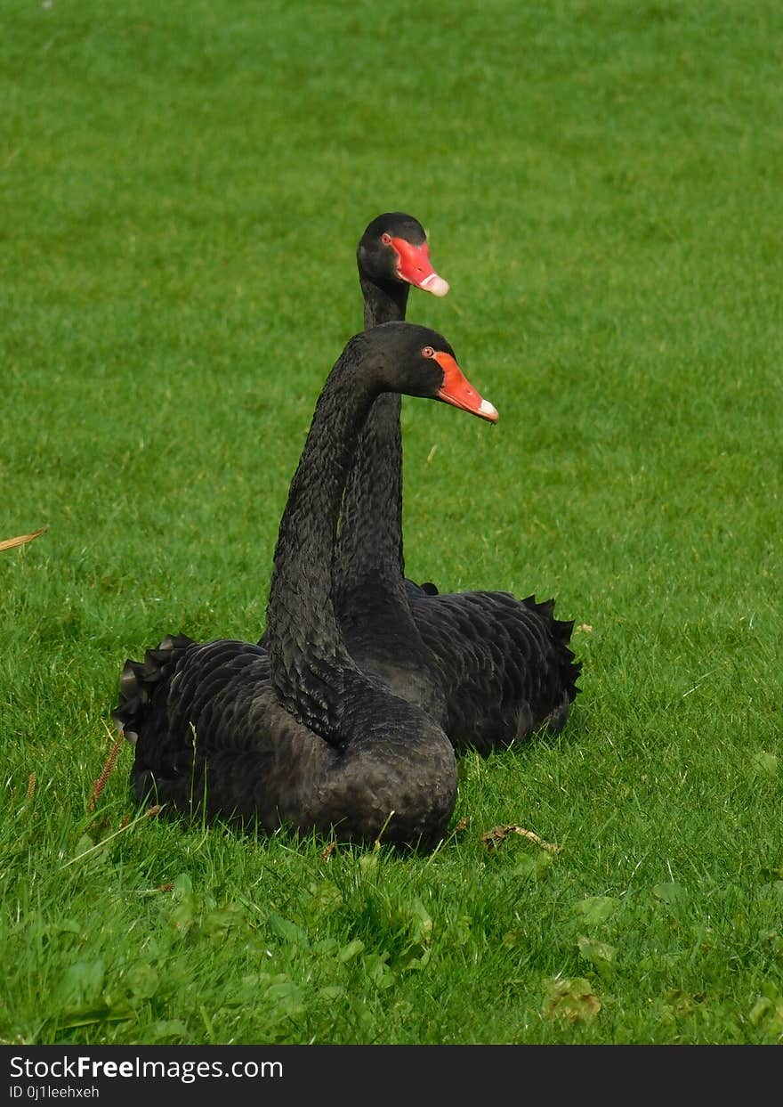 Bird, Black Swan, Beak, Fauna