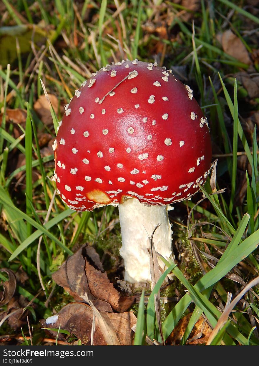 Mushroom, Fungus, Agaric, Agaricaceae