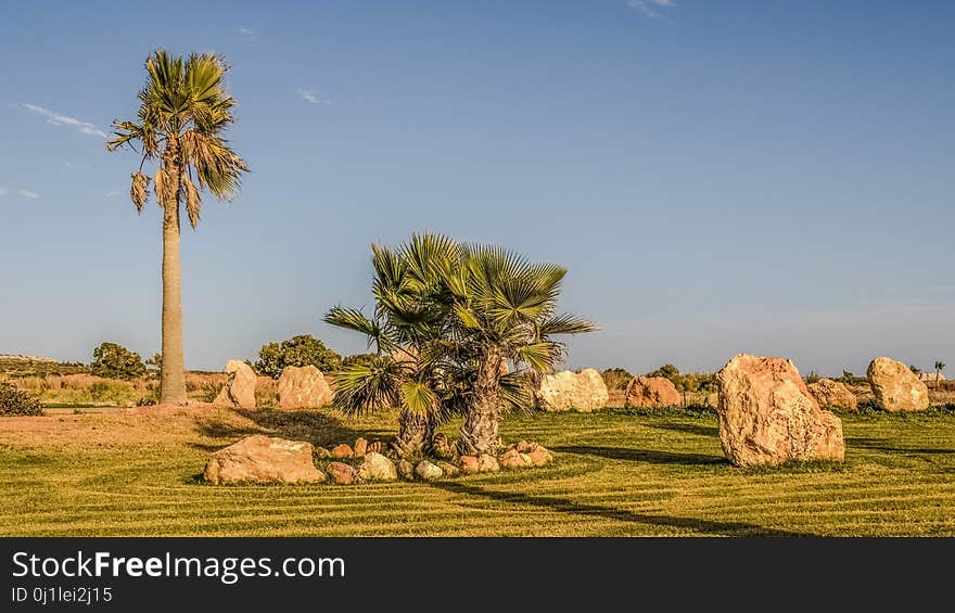 Field, Ecosystem, Tree, Vegetation