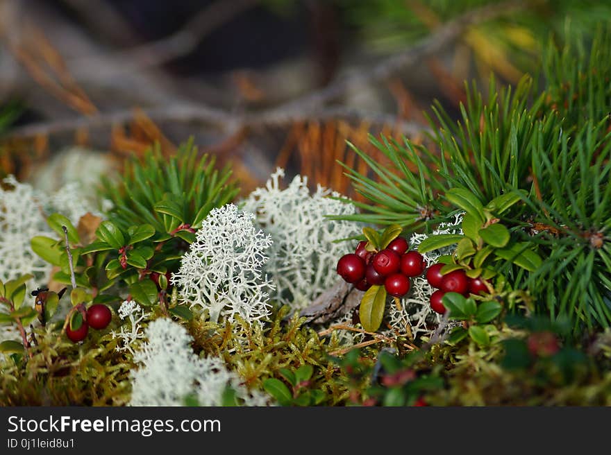 Vegetation, Flora, Plant, Lingonberry