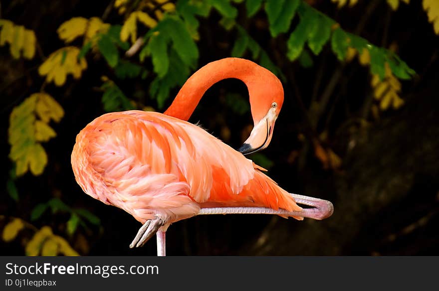 Flamingo, Bird, Vertebrate, Water Bird