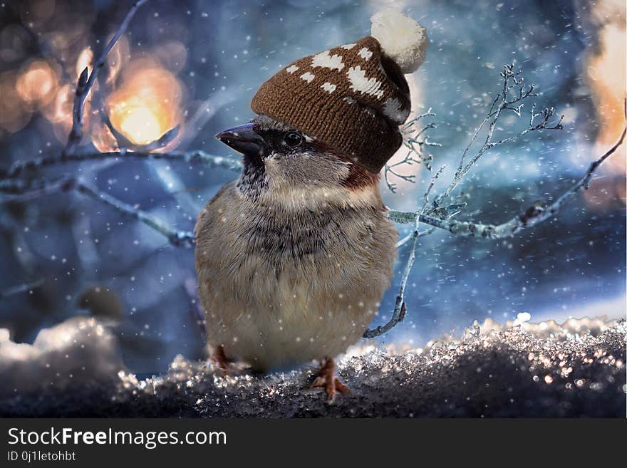 Bird, Sky, Beak, Snow