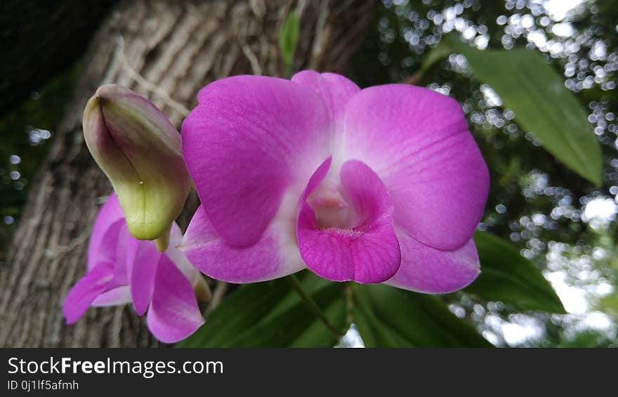 Flower, Plant, Flora, Pink