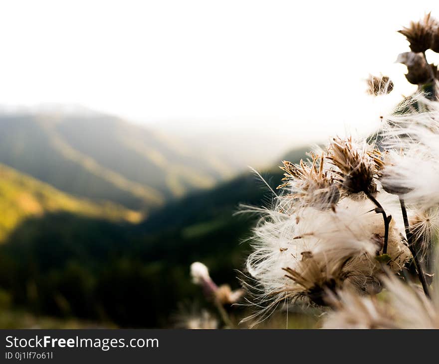 Sky, Plant, Tree, Flower