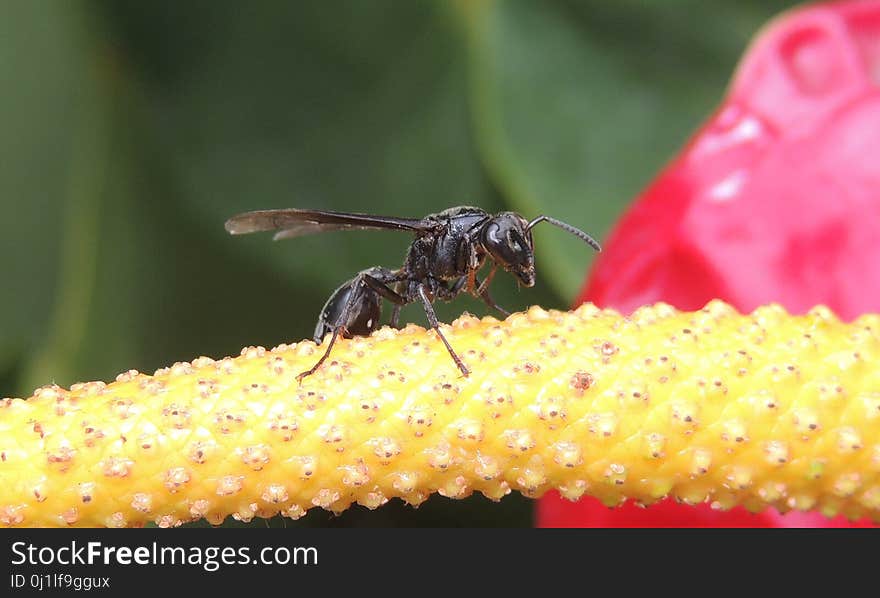 Insect, Membrane Winged Insect, Pest, Nectar