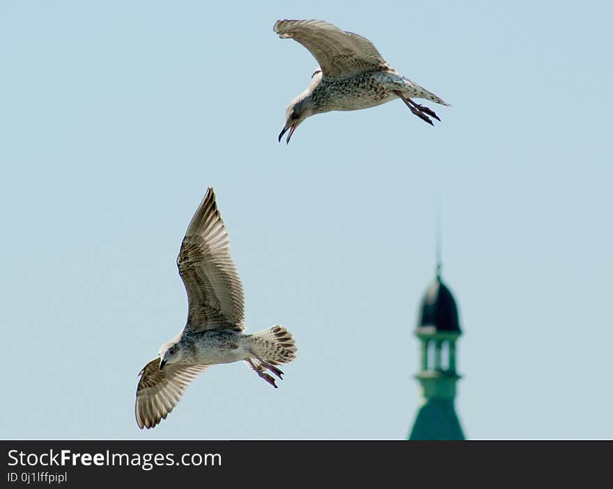 Bird, Fauna, Beak, Sky