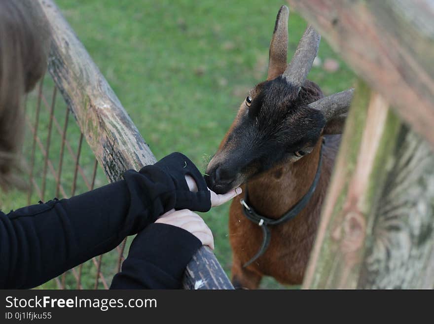 Snout, Horn, Grass, Goats