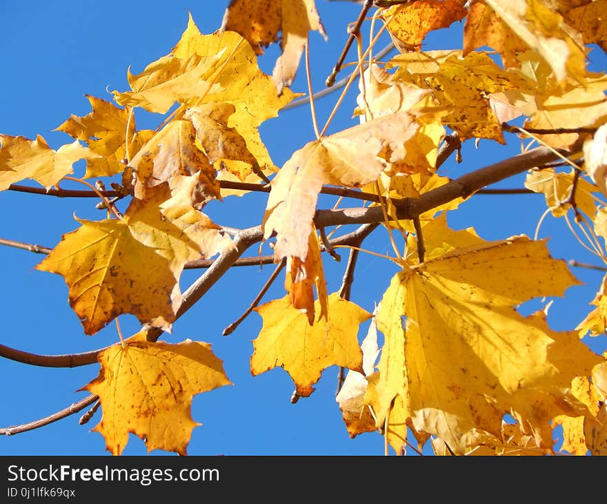 Leaf, Yellow, Autumn, Maple Leaf