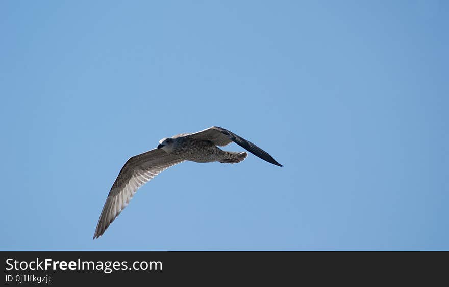 Bird, Sky, Beak, Fauna