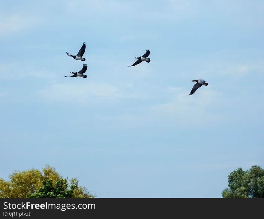 Sky, Bird, Flock, Bird Migration