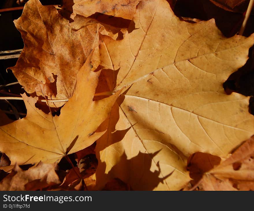 Leaf, Autumn, Maple Leaf, Deciduous