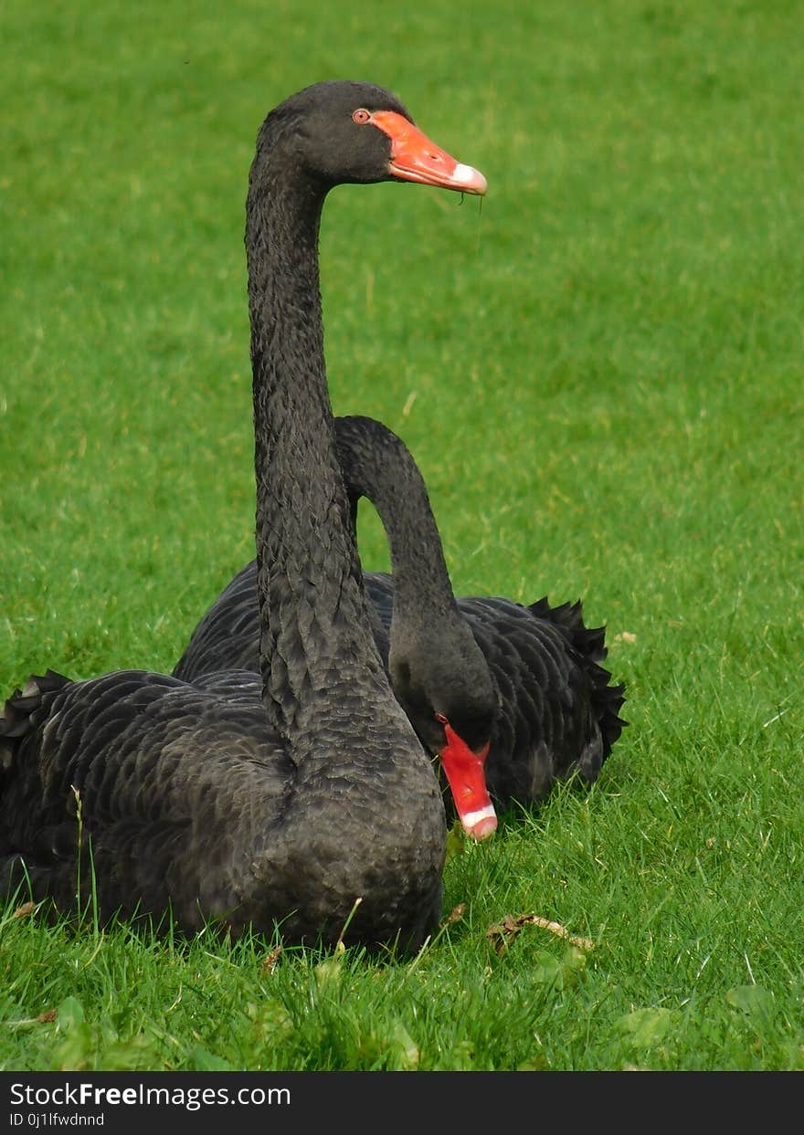 Black Swan, Bird, Ducks Geese And Swans, Water Bird