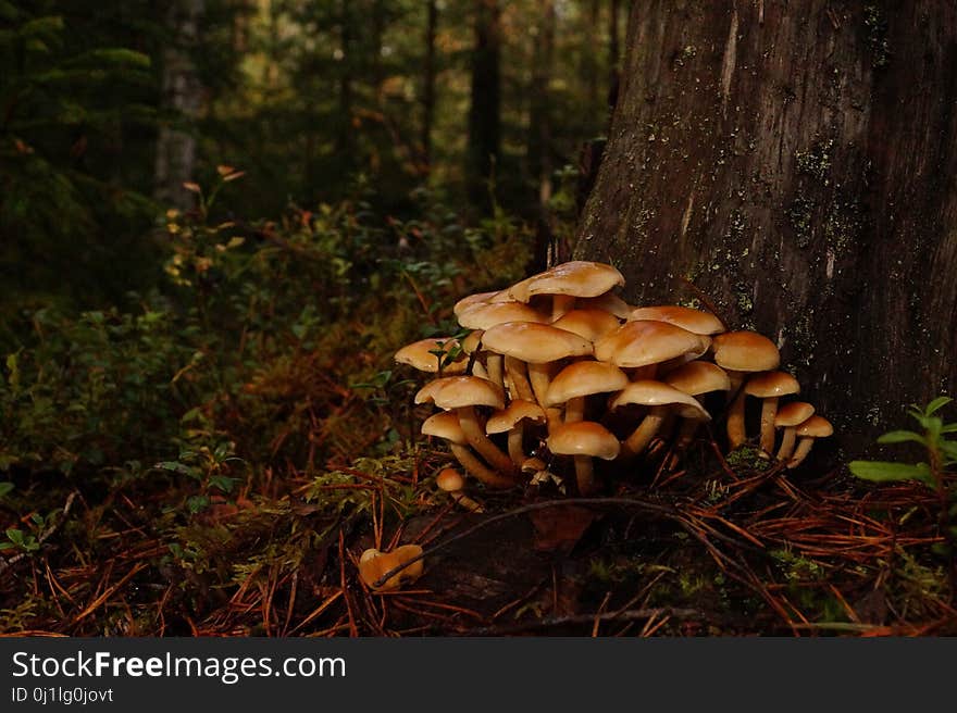 Fungus, Ecosystem, Mushroom, Edible Mushroom