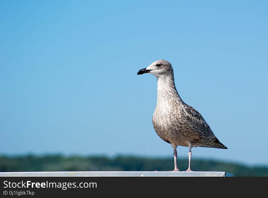 Bird, Gull, Seabird, Fauna