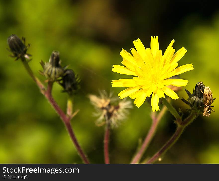 Flower, Honey Bee, Yellow, Flora