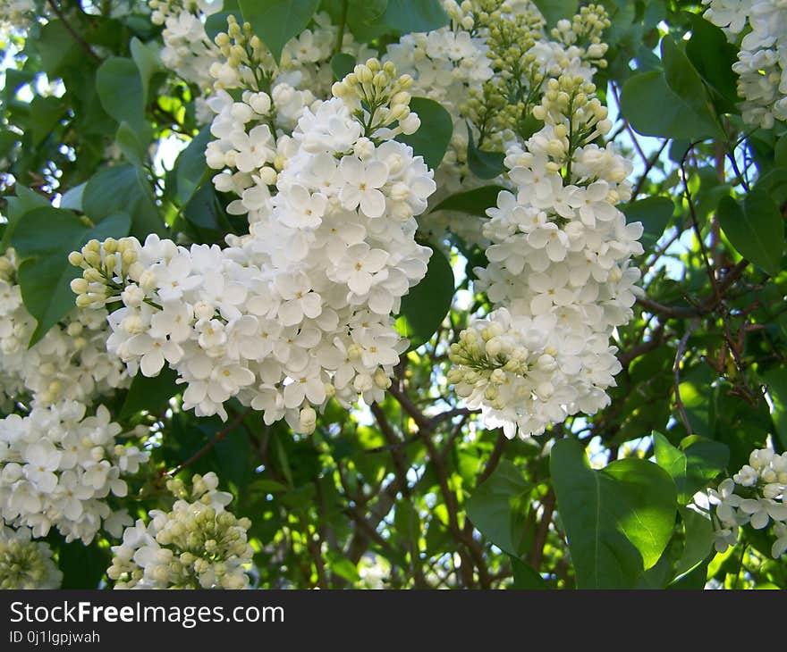 Flower, Plant, Spring, Nannyberry