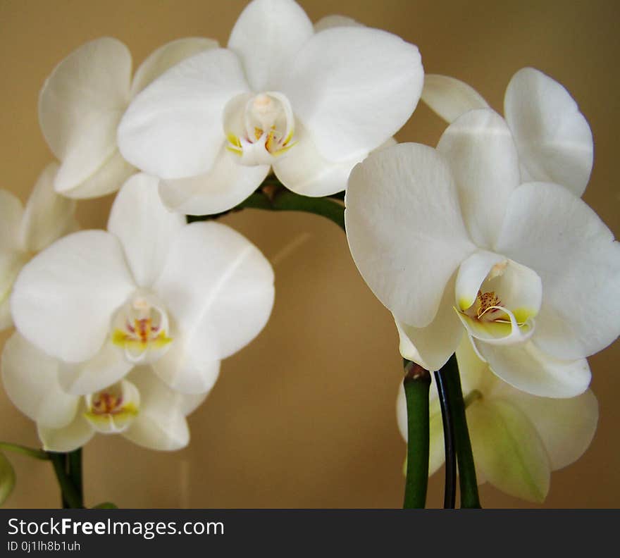 Flower, White, Flowering Plant, Plant