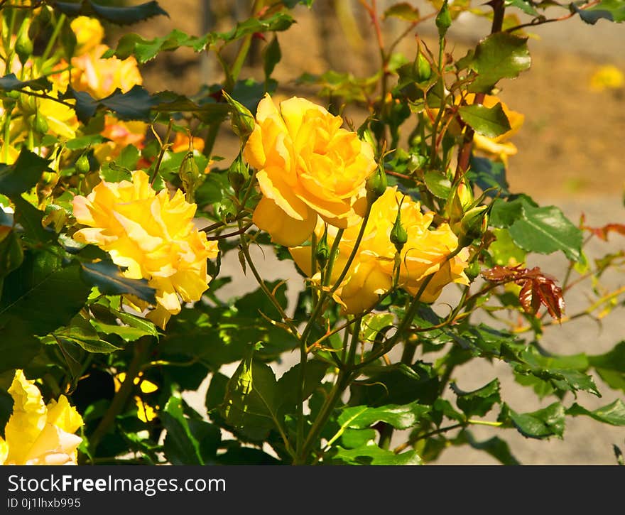 Flower, Plant, Yellow, Rose Family