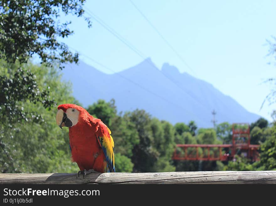 Bird, Macaw, Parrot, Sky