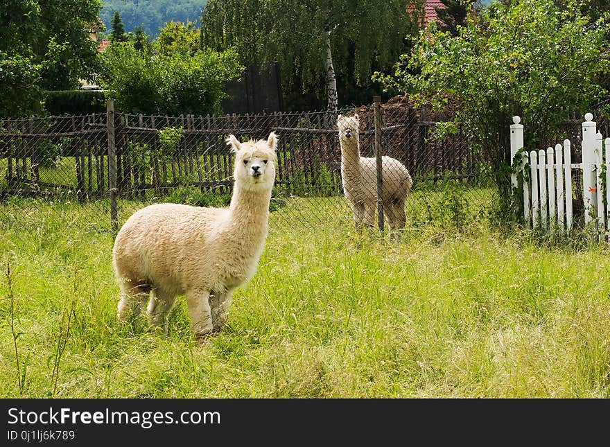 Alpaca, Pasture, Llama, Fauna