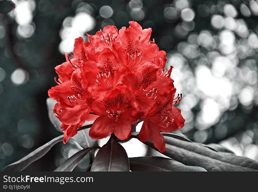 Flower, Red, Plant, Woody Plant