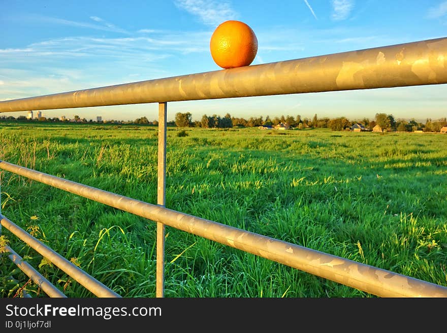 Field, Sky, Grassland, Crop