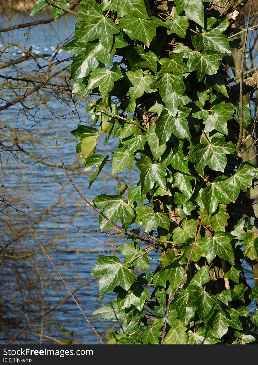 Plant, Leaf, Flora, Ivy