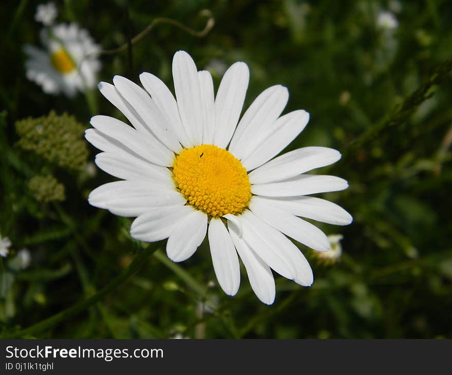 Flower, Oxeye Daisy, Flora, Chamaemelum Nobile