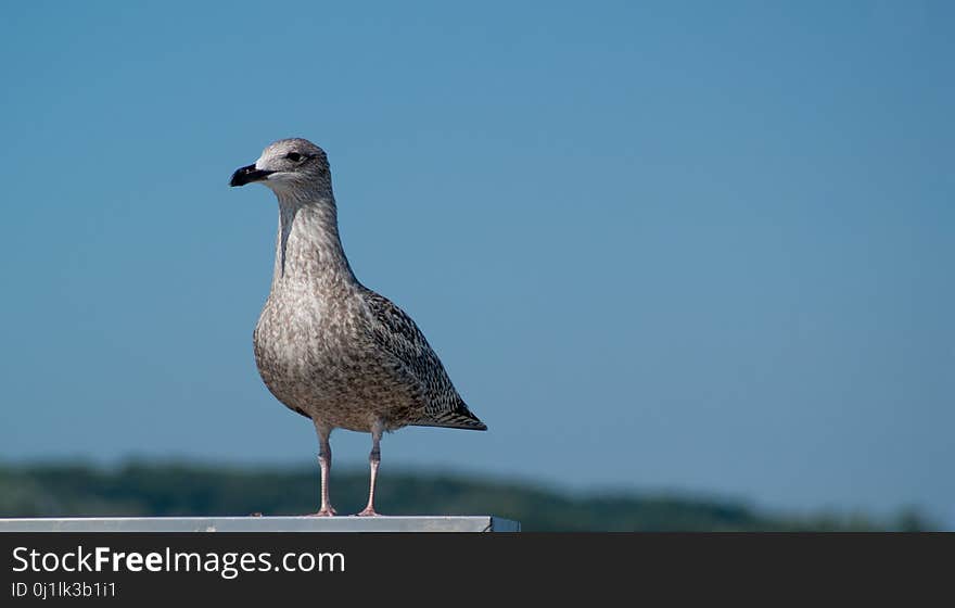 Bird, Seabird, Gull, Beak