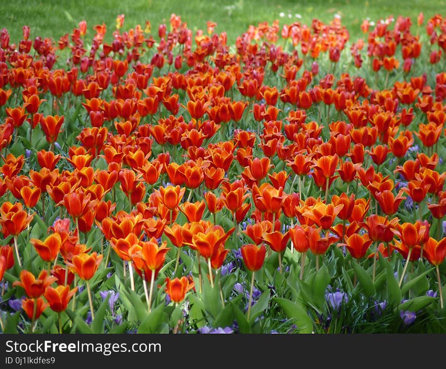 Flower, Plant, Flowering Plant, Tulip