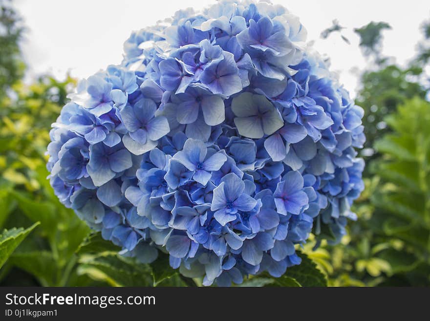 Flower, Blue, Plant, Flowering Plant