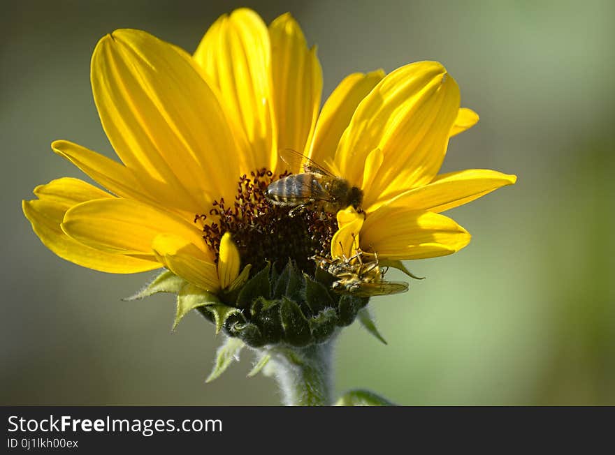 Flower, Yellow, Flora, Nectar