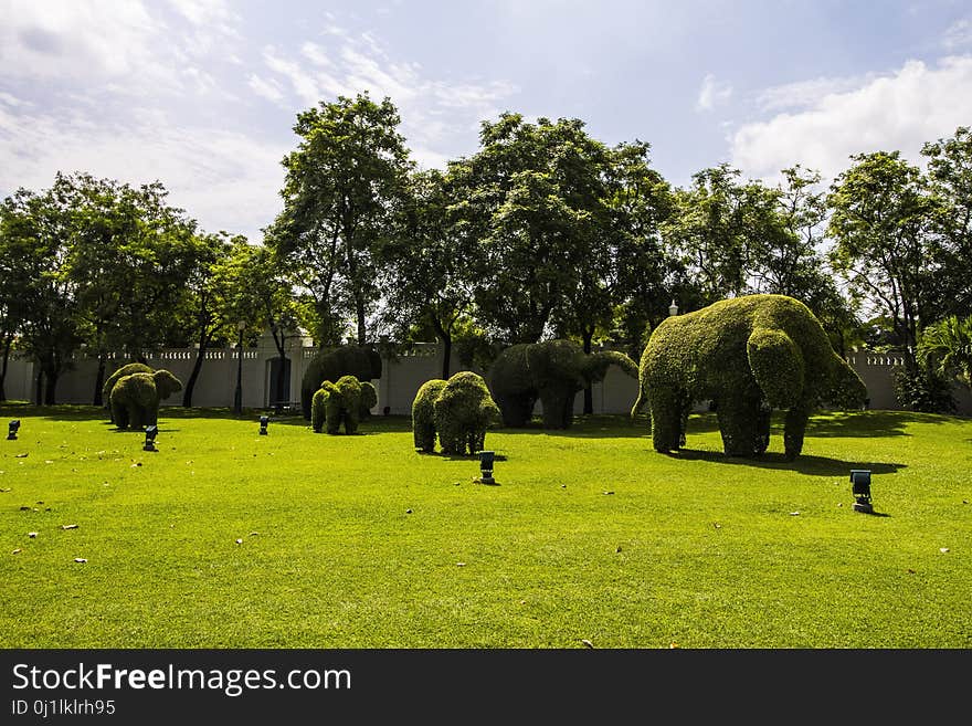 Green, Nature, Tree, Grass