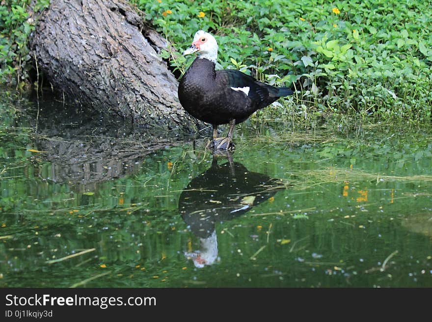 Bird, Water, Fauna, Ecosystem