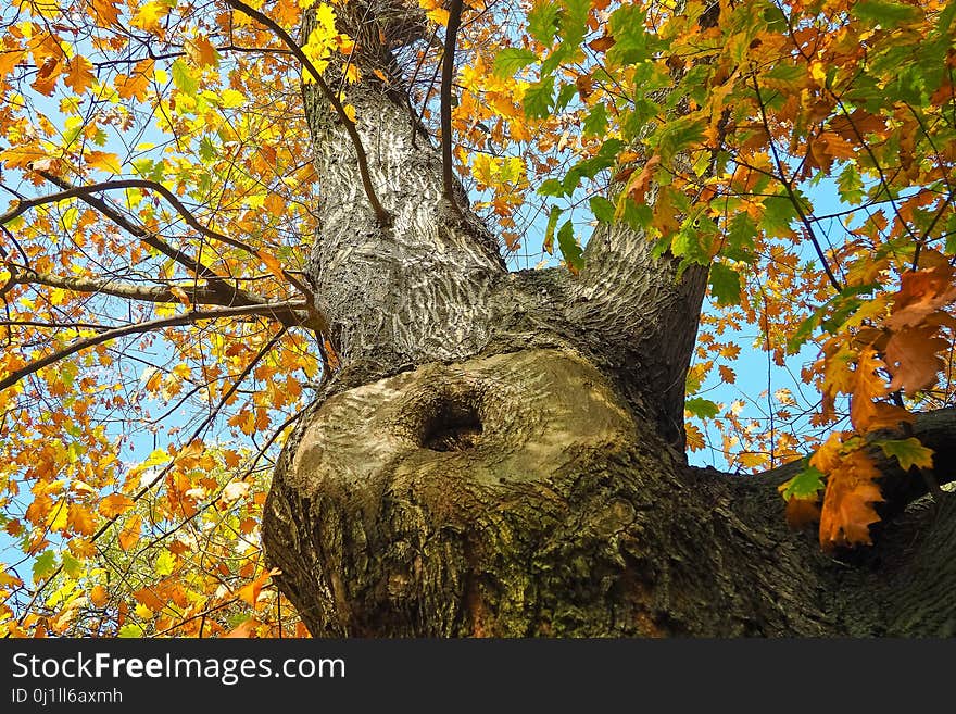 Tree, Leaf, Woody Plant, Nature