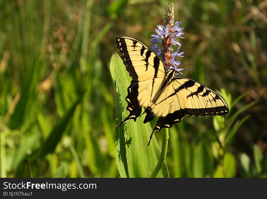 Butterfly, Moths And Butterflies, Insect, Brush Footed Butterfly