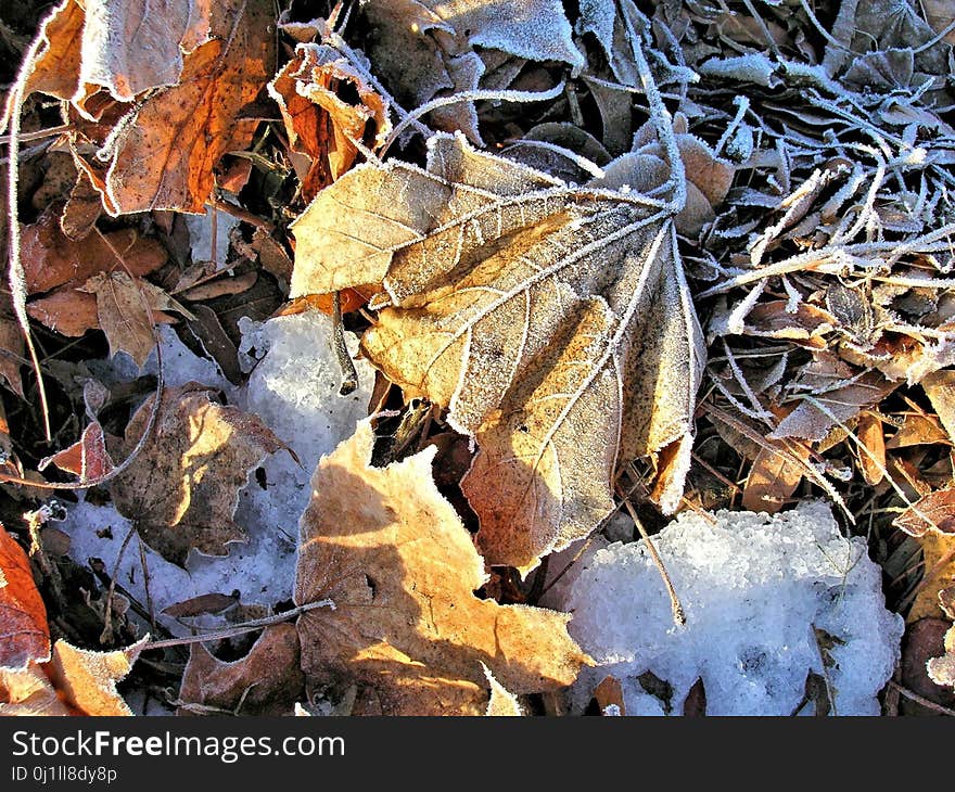 Leaf, Frost, Autumn, Deciduous