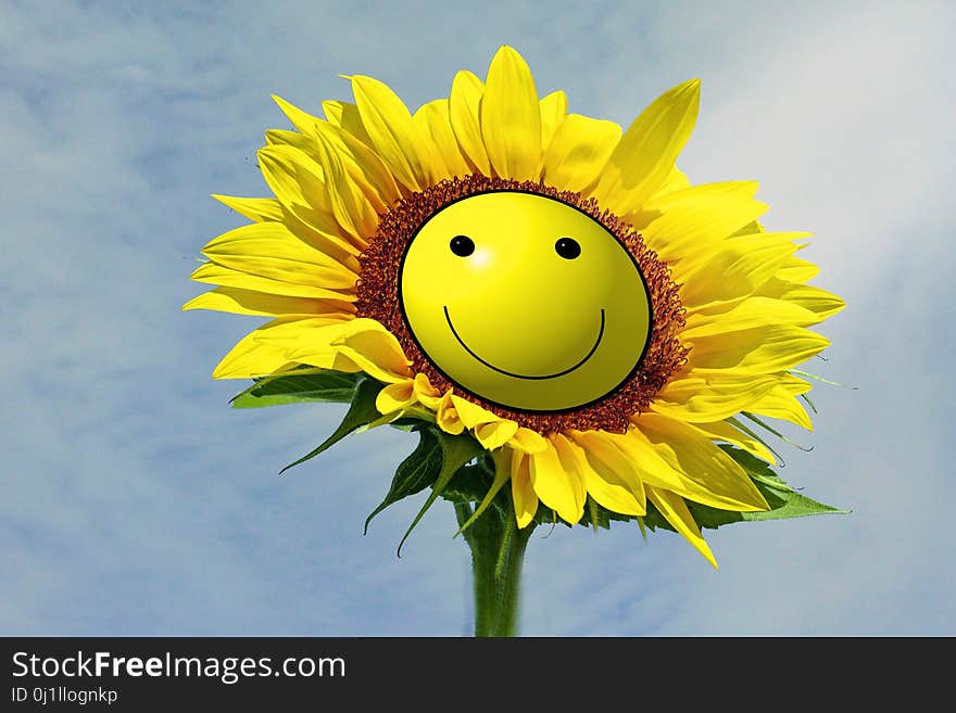 Flower, Sunflower, Yellow, Flowering Plant