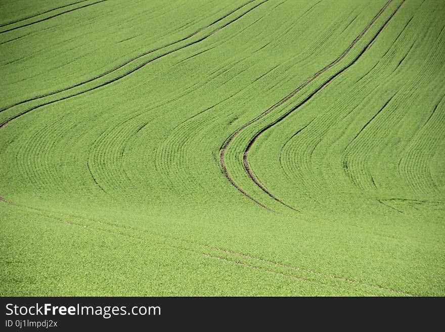 Green, Grassland, Field, Ecosystem