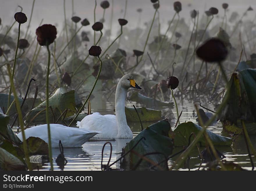 Flower, Plant, Flora, Water