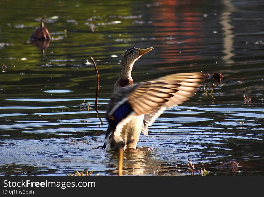 Bird, Duck, Water Bird, Beak