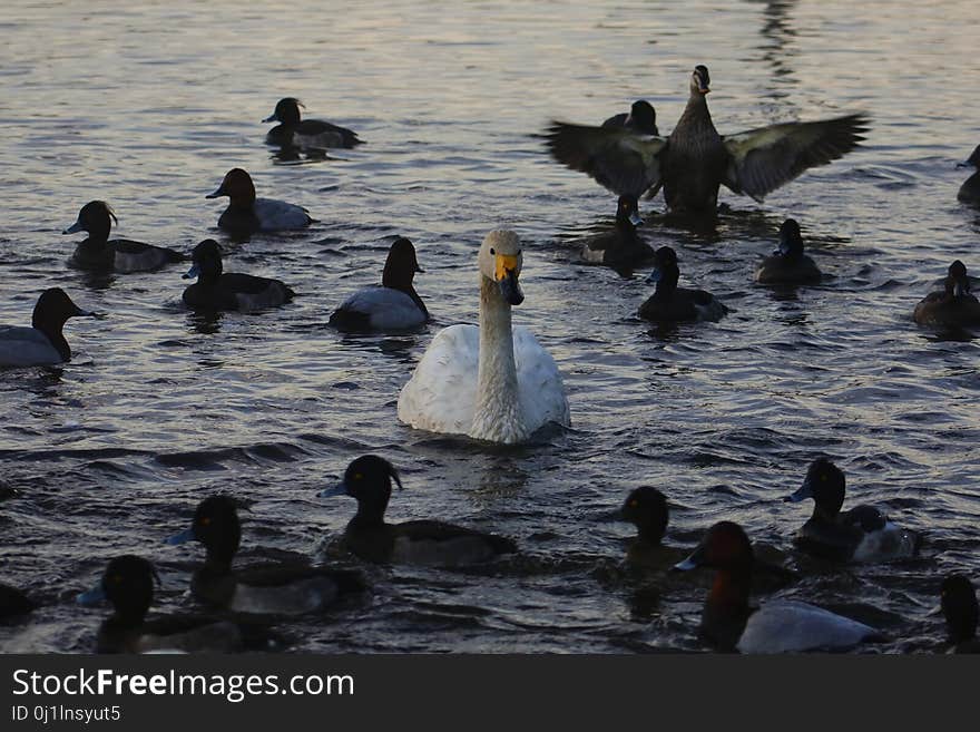 Bird, Water, Duck, Water Bird